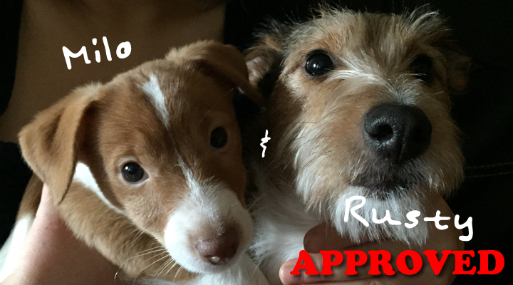 Approved by Rusty & Milo